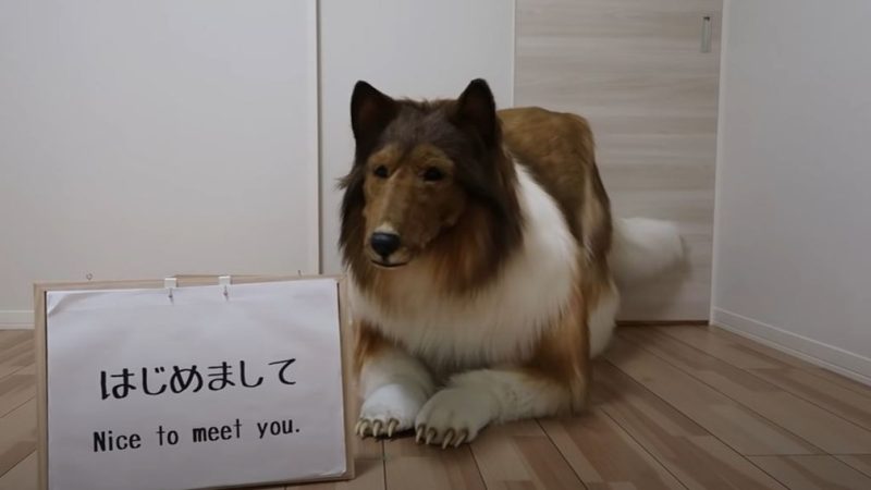 Japonês se transforma em Collie com fantasia ultrarrealista de R$ 75 mil