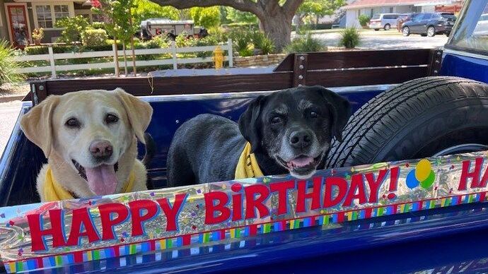 Idoso comemora aniversário de 100 anos com mais de 200 cães como convidados